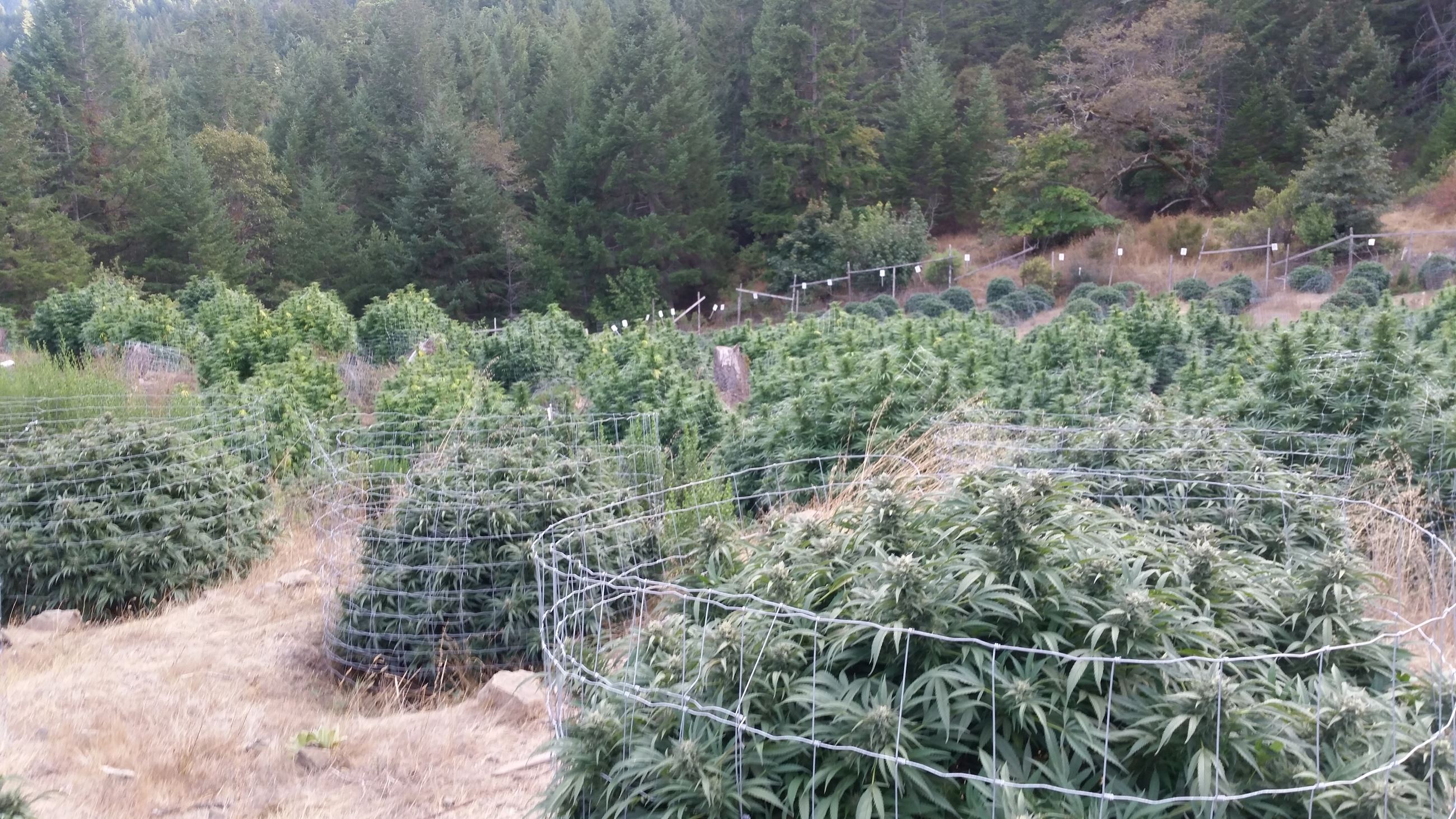 201504600 more mj plants